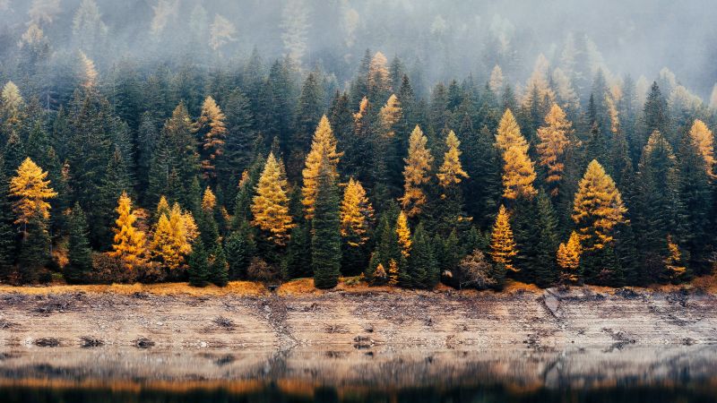 Forest Wallpaper 4K, Woods, Autumn, Lake, Nature, #1026
