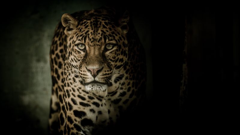 Leopard Wallpaper 4K, Wild animal, Animals, #2359