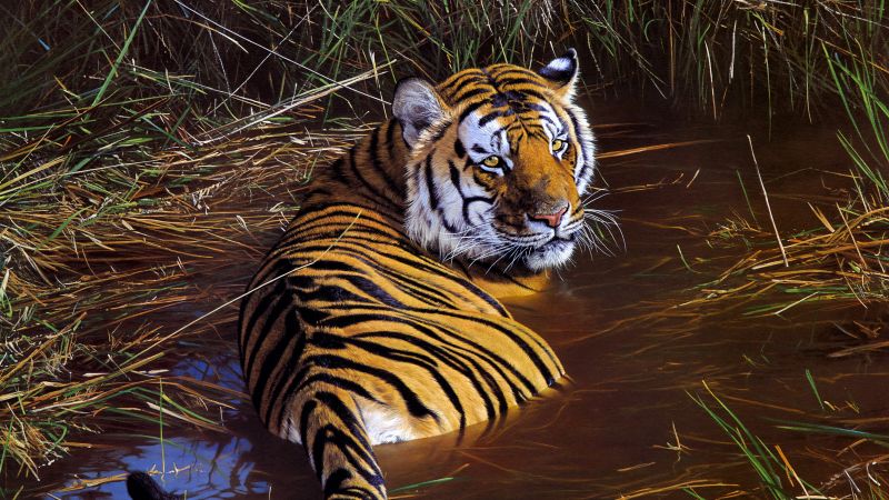 Tiger Wallpaper 4K, Big cats, Paint, Pond, Animals, #2535