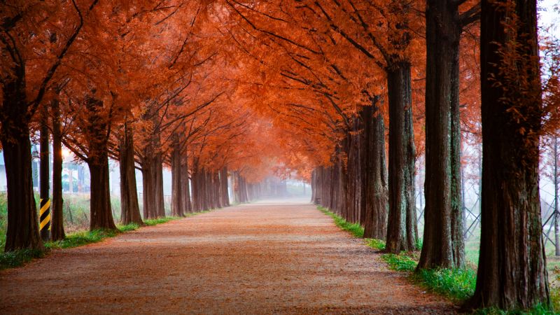 Autumn Wallpaper 4K, Trees, Path, Foggy, Mist, Morning, Fall, 5K