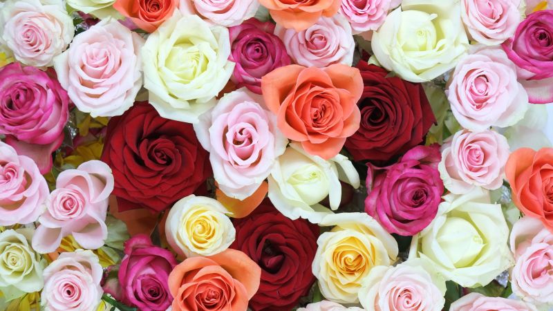 Rose flowers Wallpaper 4K, Multicolor, Colorful, Flowers, #3534