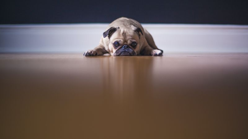 Fawn Pug Wallpaper 4K, On the floor, Pet dog, Animals, #5847