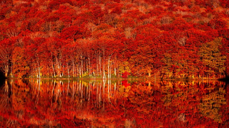 Autumn colors Wallpaper 4K, Tohoku, Autumn Forest, Nature, #9107
