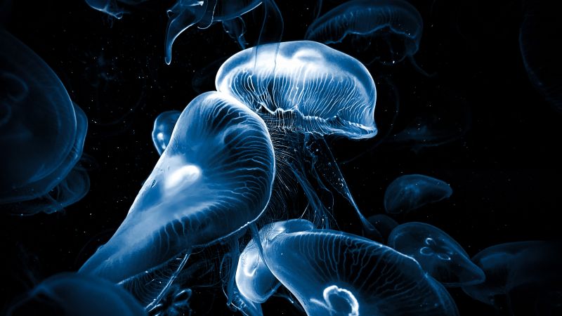 Jellyfishes Wallpaper 4K, Underwater, Deep Sea, Animals, #9620