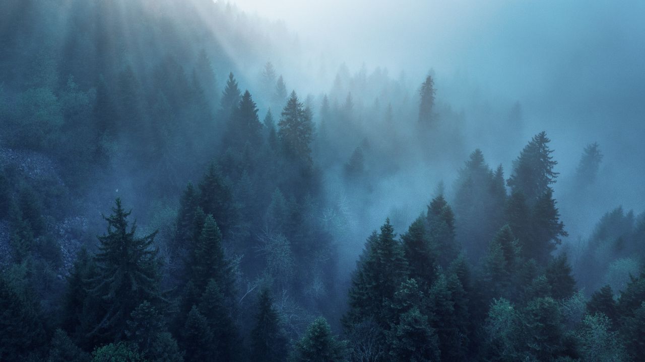 Forest 4K Wallpaper, Rhone-Alpes, Sunlight, Morning fog, Blue, Ambiance