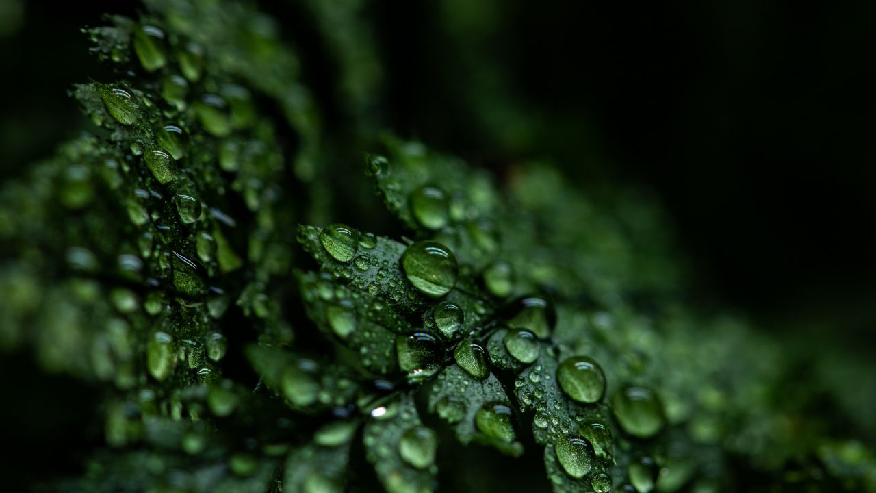 Leaves 4K Wallpaper, Rain drops, Dark, Plant, Droplets, 5K, Nature, #1510