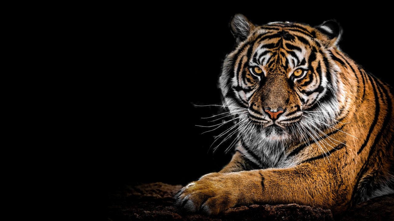 Bengal Tiger 4K Wallpaper, Big cat, Predator, Black background, Closeup