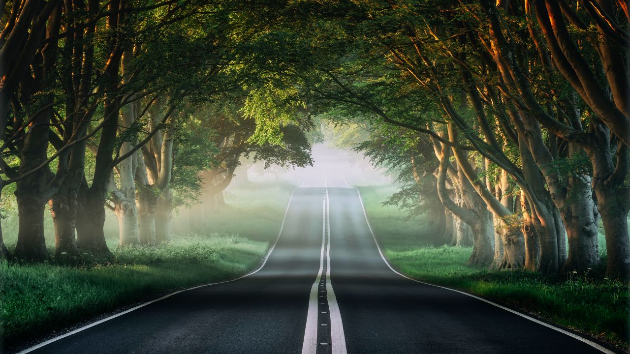 Forest 4K Wallpaper, Road, Mist, Avenue Trees, Plants, Green, Spring