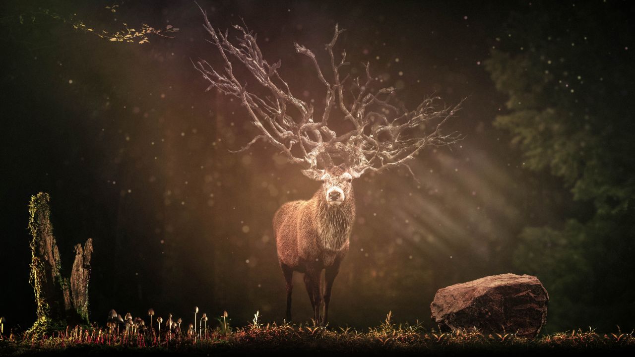 Hirsch 4K Wallpaper, Deer, Forest, Sun rays, Dark background, Wildlife