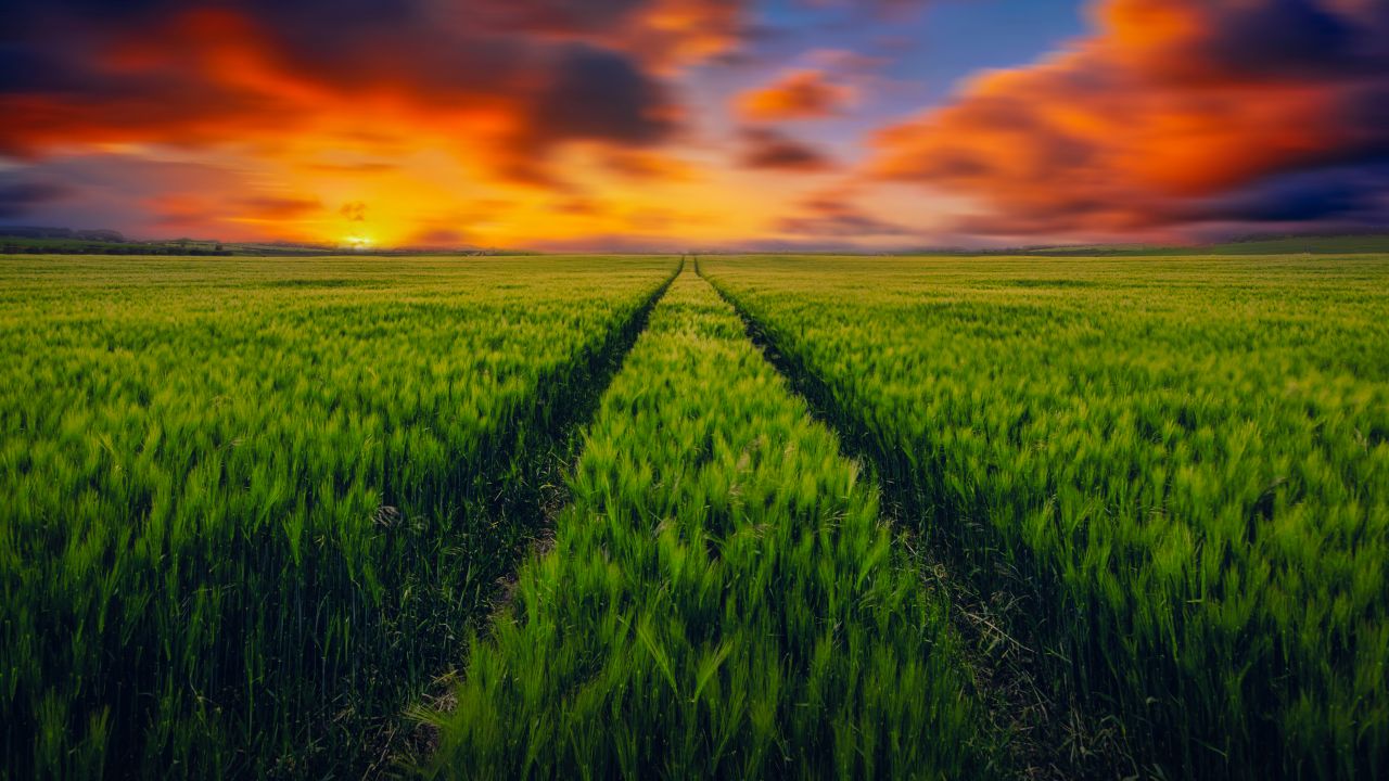 Grass field 4K Wallpaper, Green Grass, Farmland, Sunset Orange