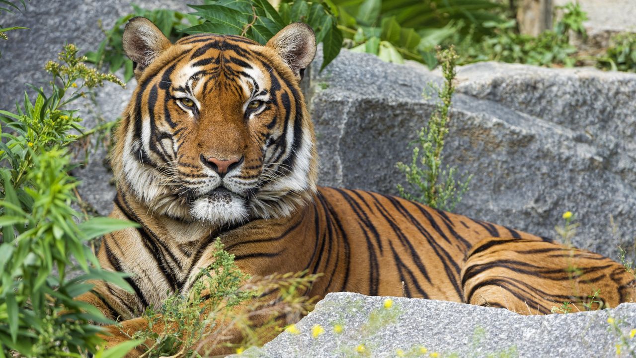 Malayan tiger 4K Wallpaper, Big Cat, Wild animal, Predator, Carnivore