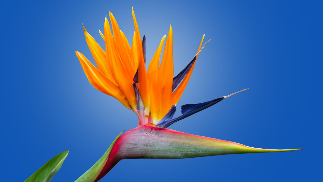 Bird of paradise flower 4K Wallpaper, Crane Flower, Blue background