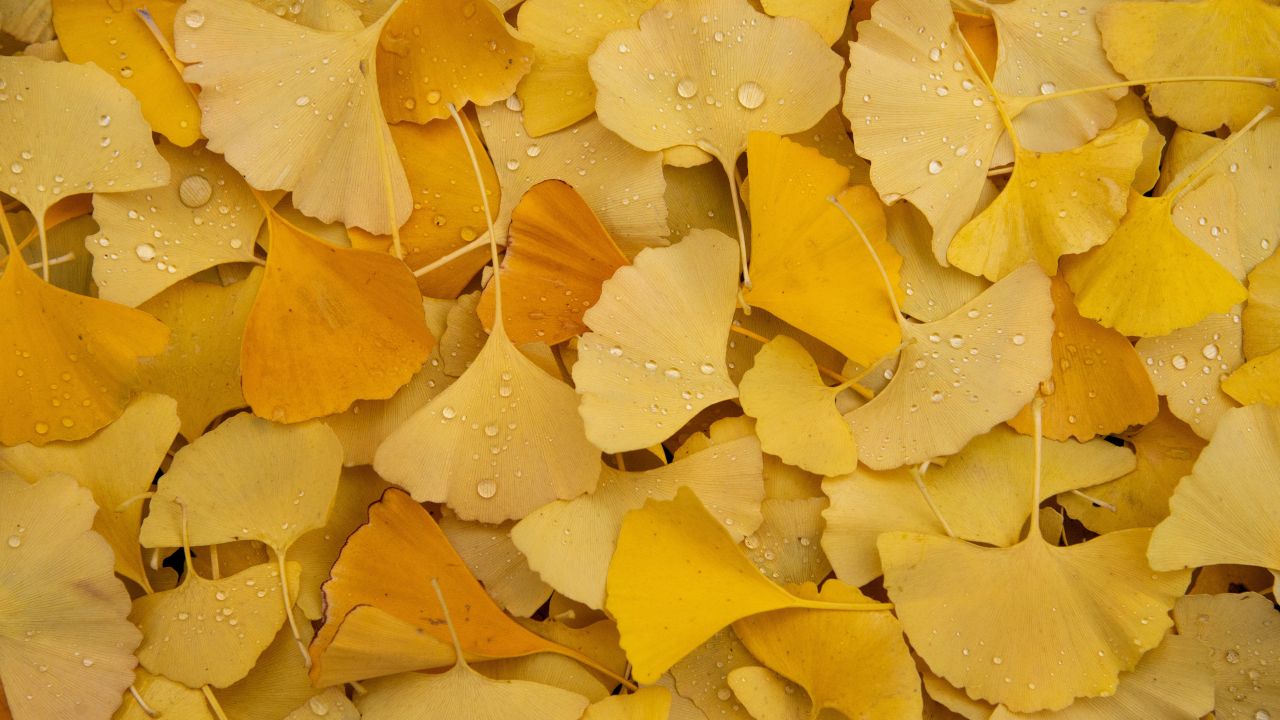 Ginkgo Leaves 4K Wallpaper, Yellow leaves, Autumn, Foliage, Dew Drops