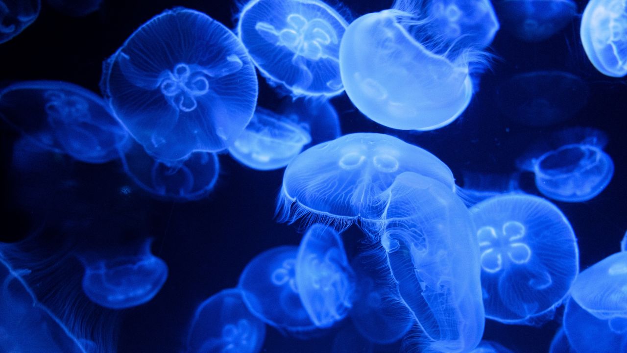 Blue Jellyfish 4K Wallpaper, Aquarium, Underwater, Glowing, Marine life
