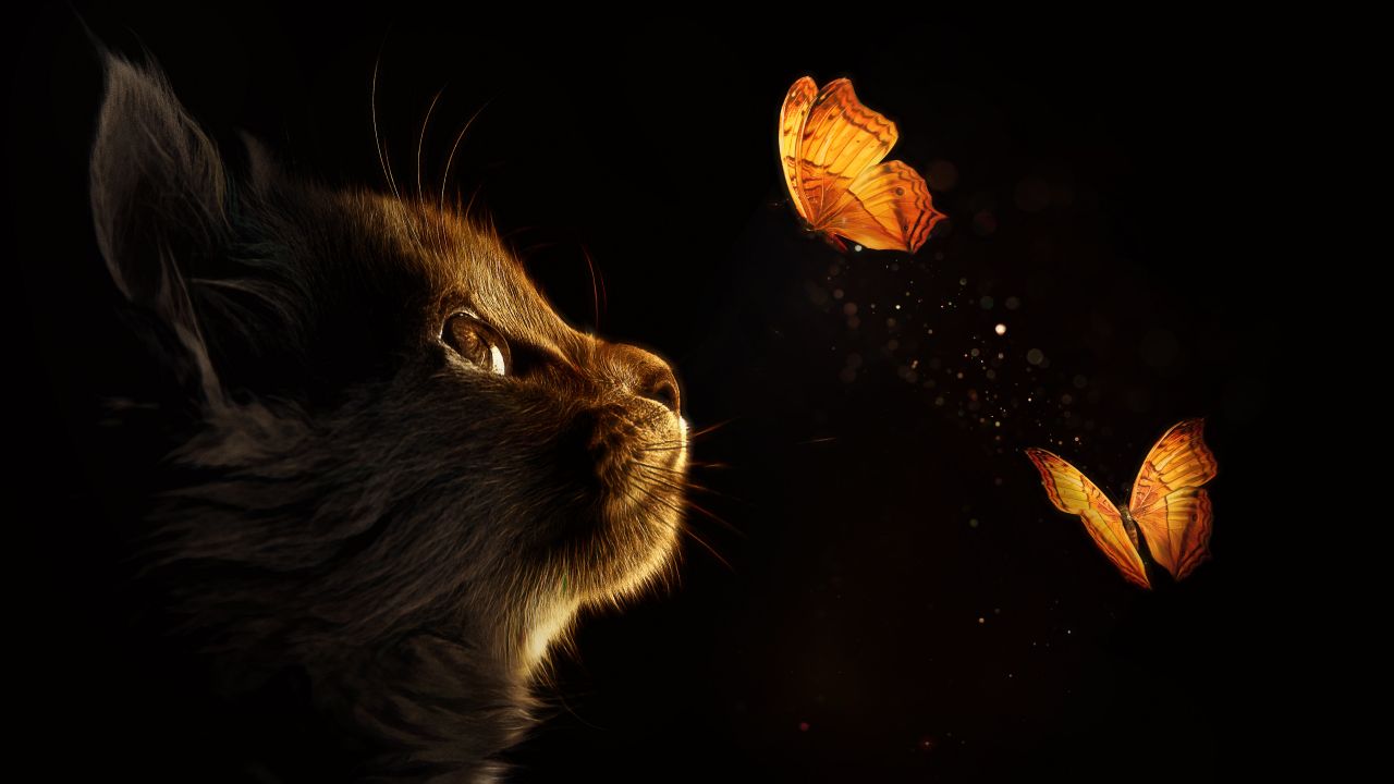 Kitten 4K Wallpaper, Cat, Butterflies, Black background, Glowing