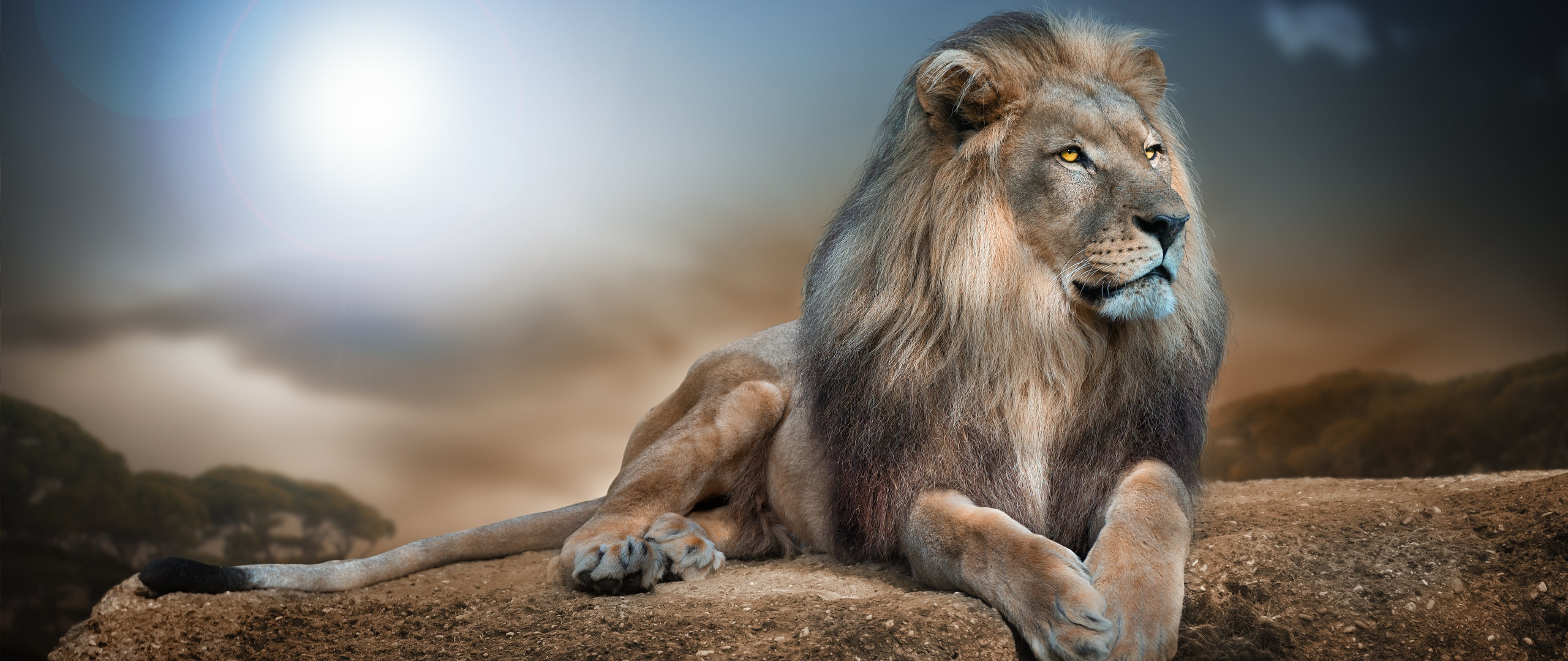 Black Lion Background, wild beast, lion png | PNGEgg
