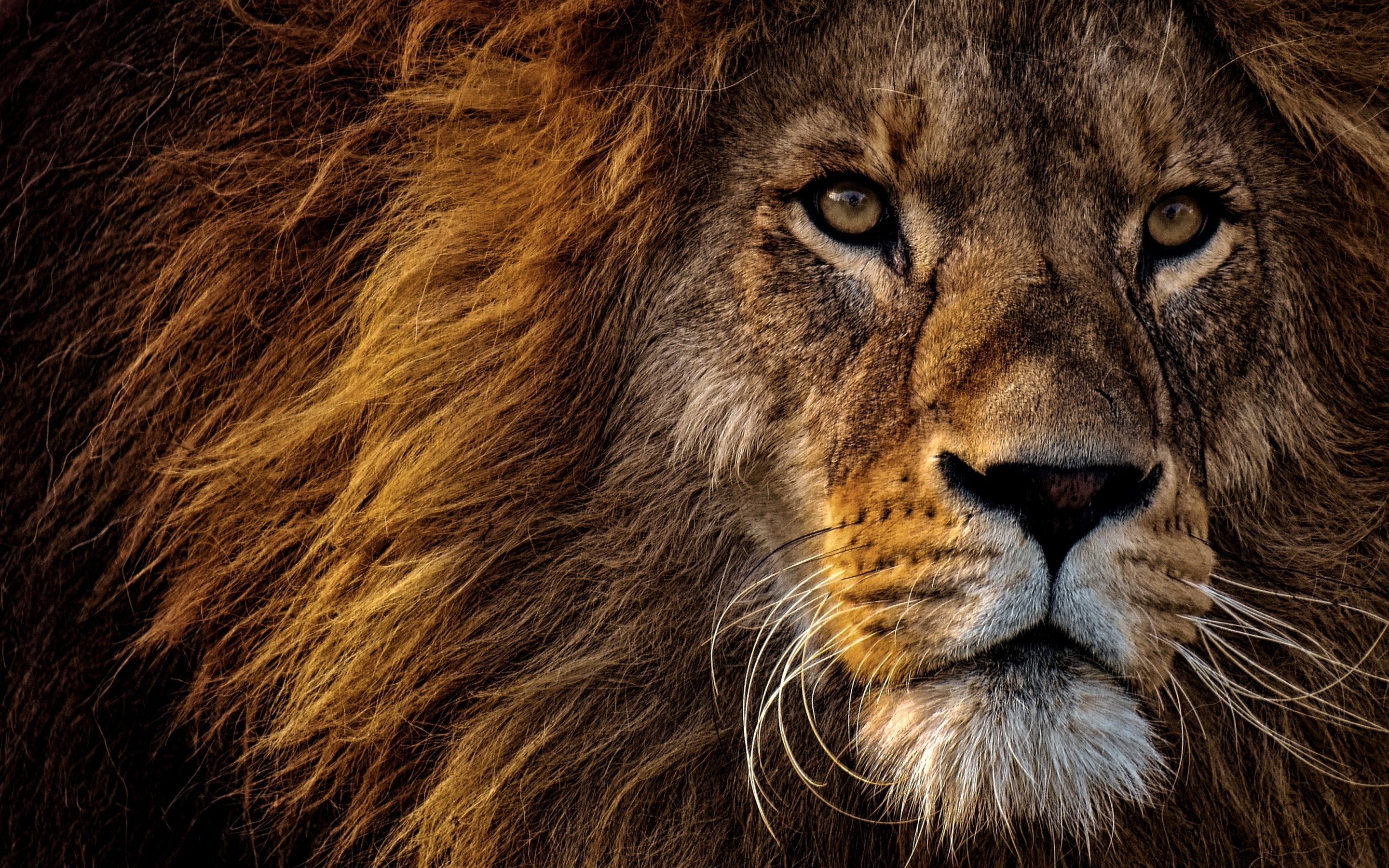 lion animal