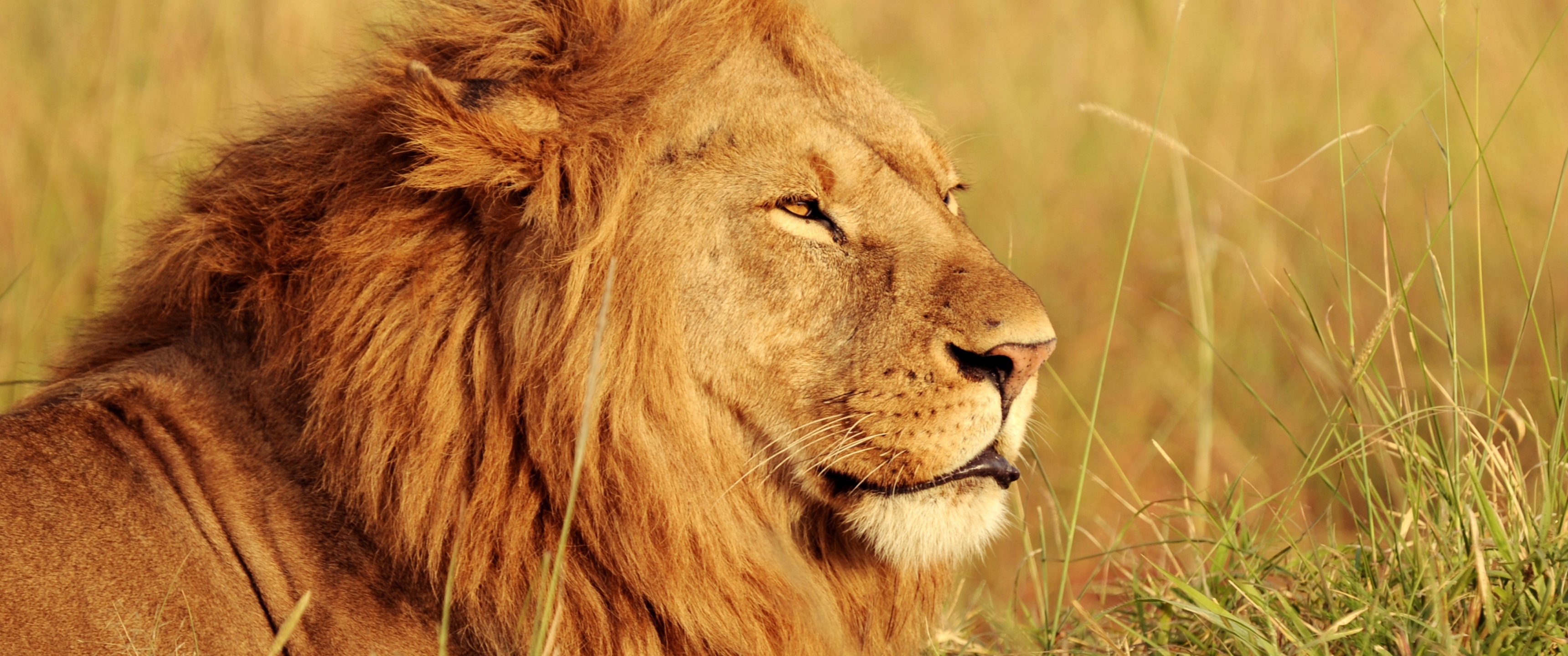 African Lion Wallpaper 4K, Big cat, Predator, Animals, #5707