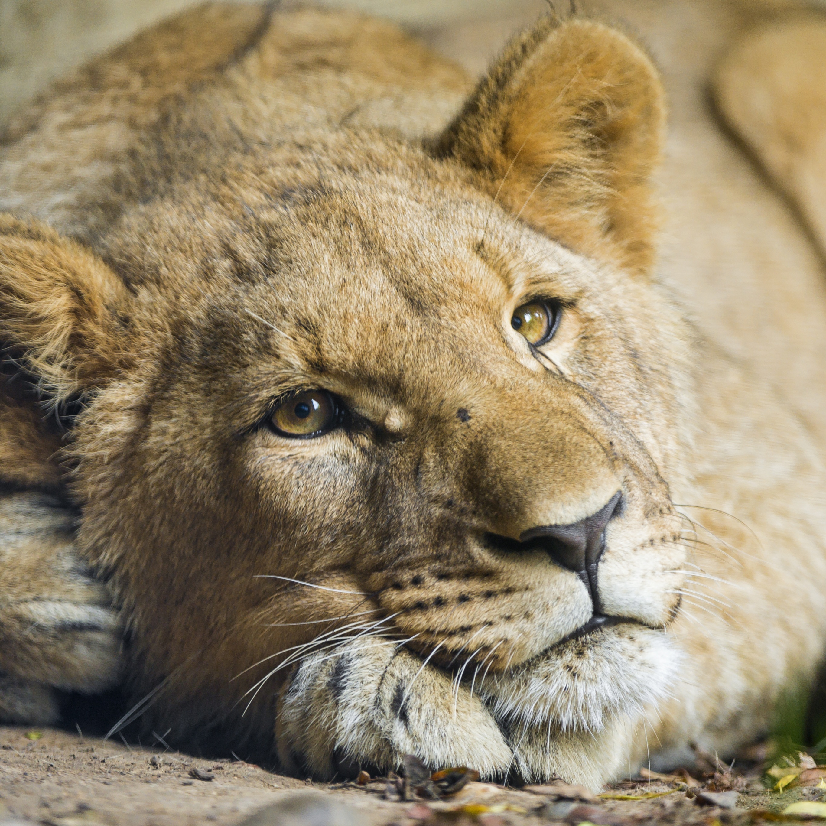 African Lion Wallpaper 4K, Cub, Big cat, Animals, #2865