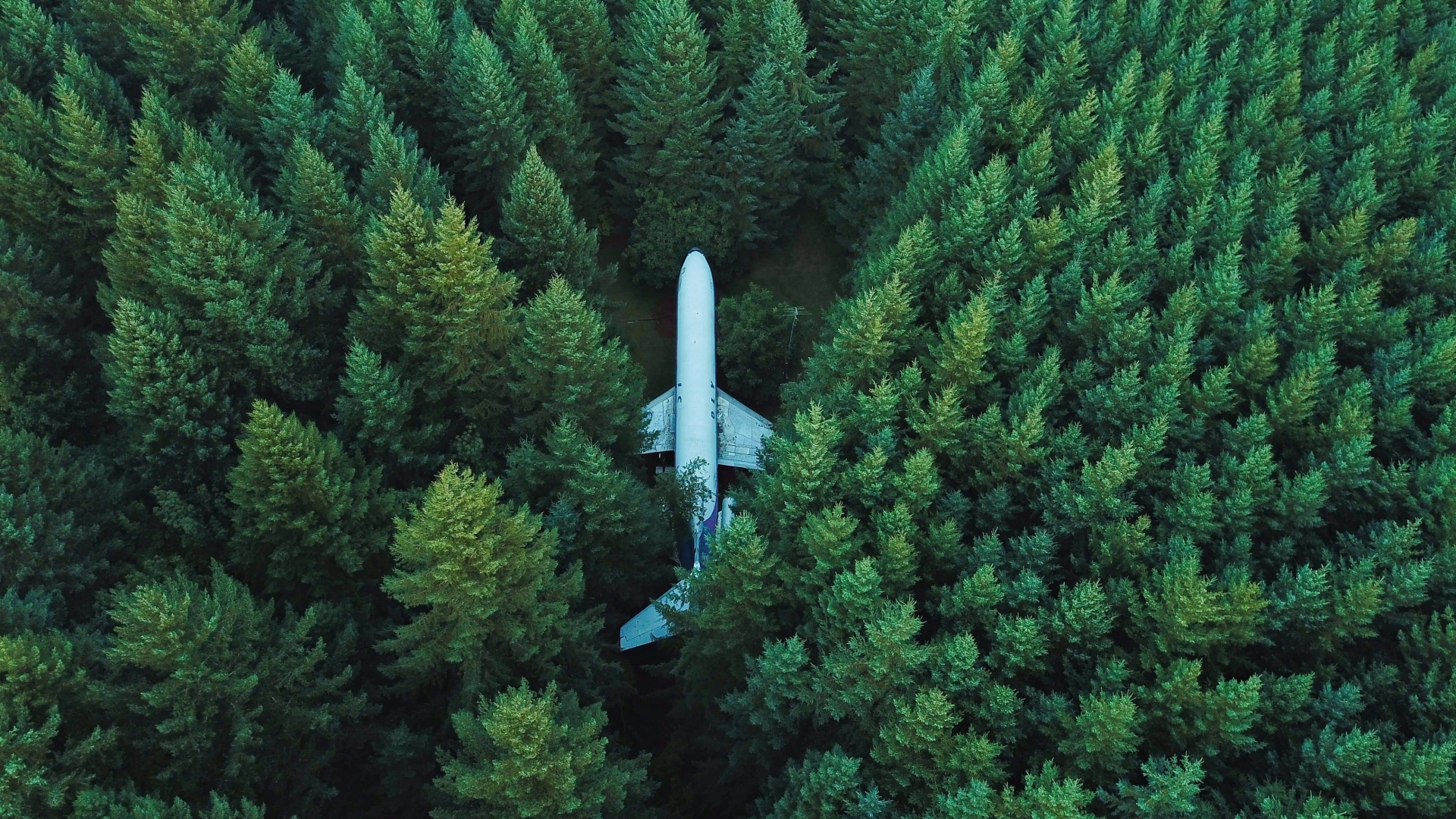 Airplane 4K Wallpaper, Green Trees, Aerial view, Forest, Green