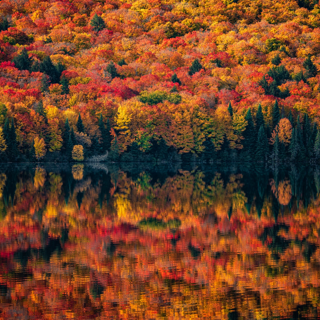 Algonquin Provincial Park Wallpaper 4K, Ontario, Canada, Autumn