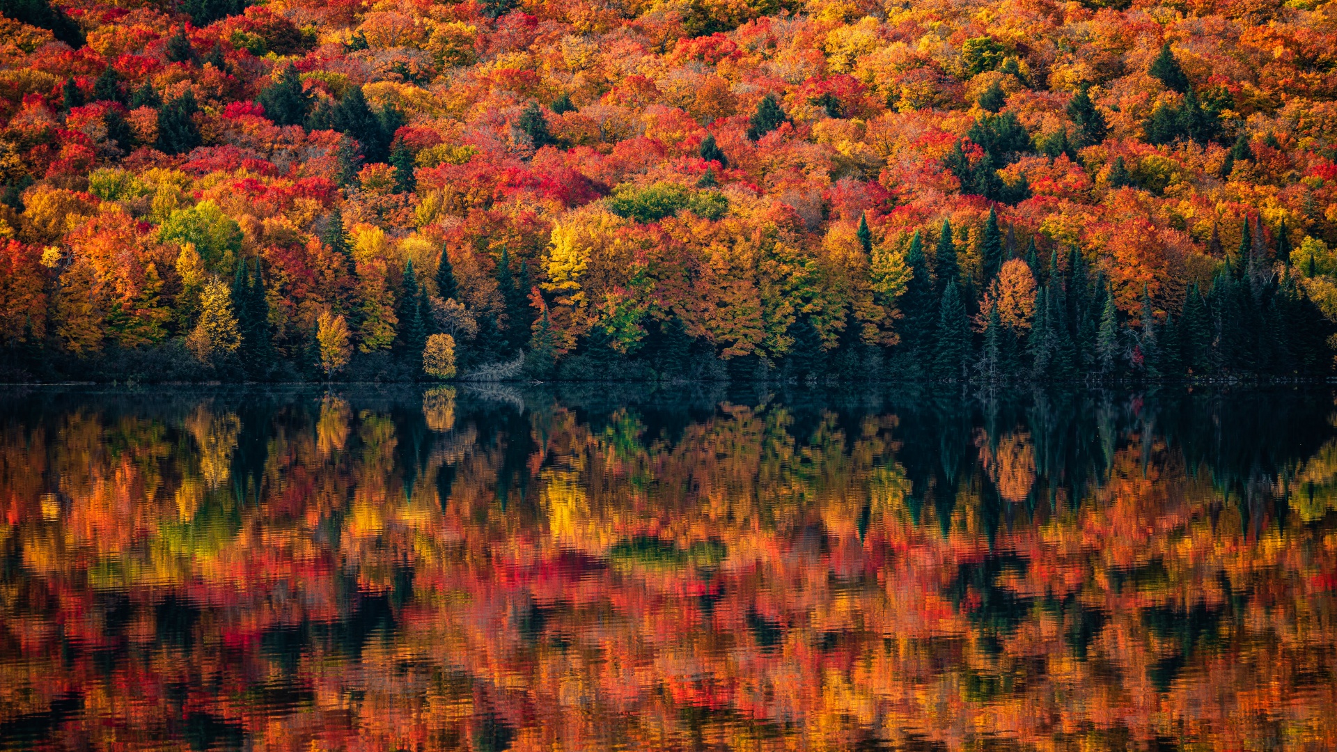 Algonquin Provincial Park Wallpaper 4K, Ontario, Canada, Autumn