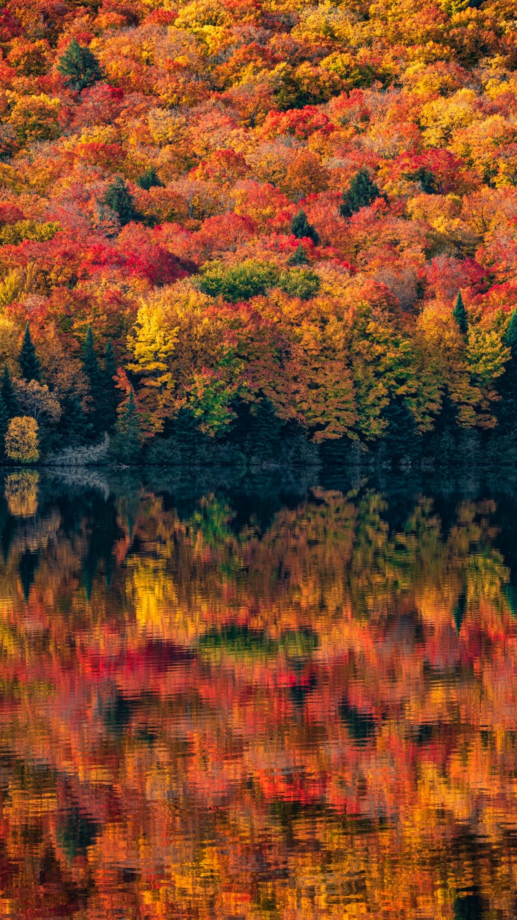Algonquin Provincial Park Wallpaper 4K, Ontario, Canada, Autumn