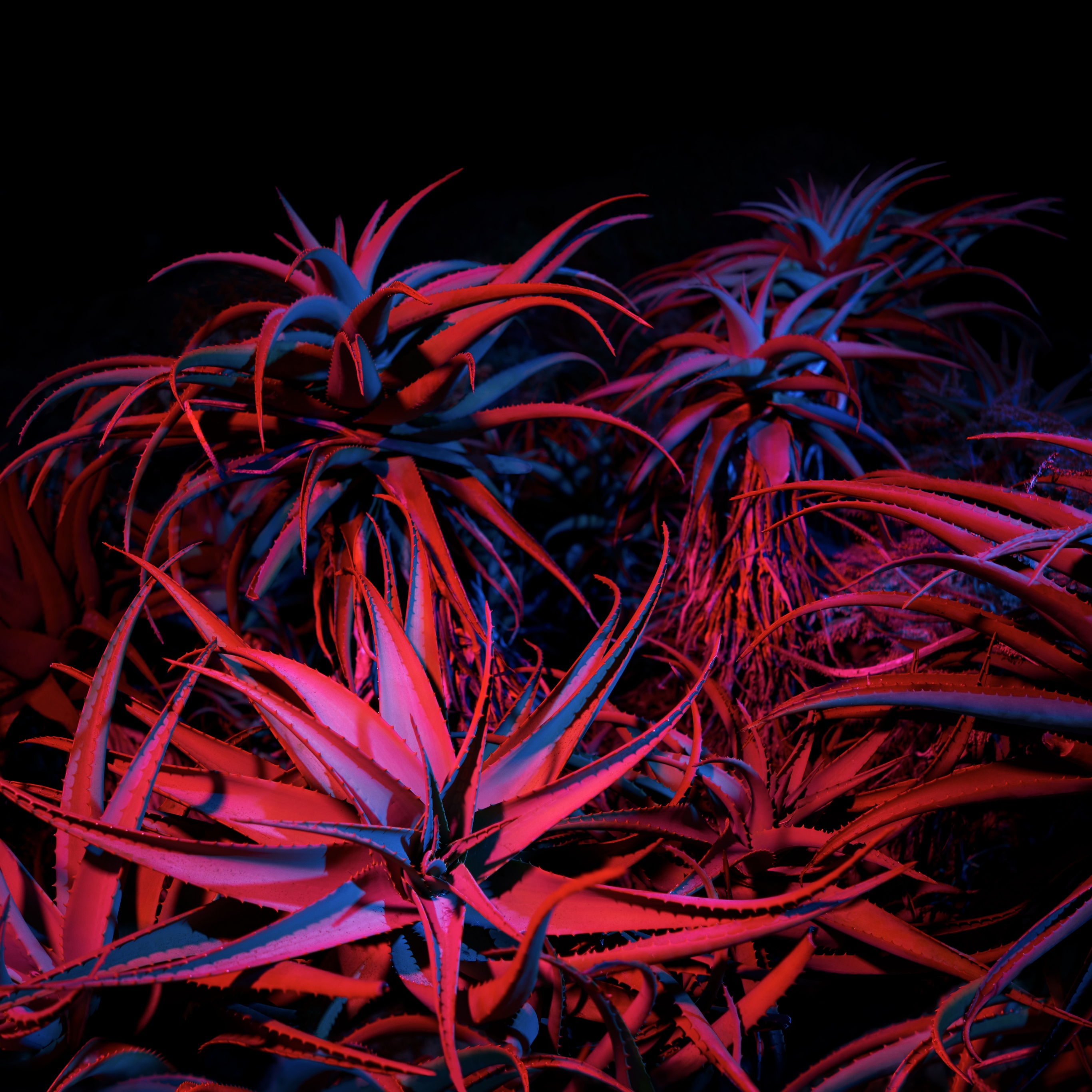 Aloe vera Wallpaper 4K, Succulent, Photography, #4000