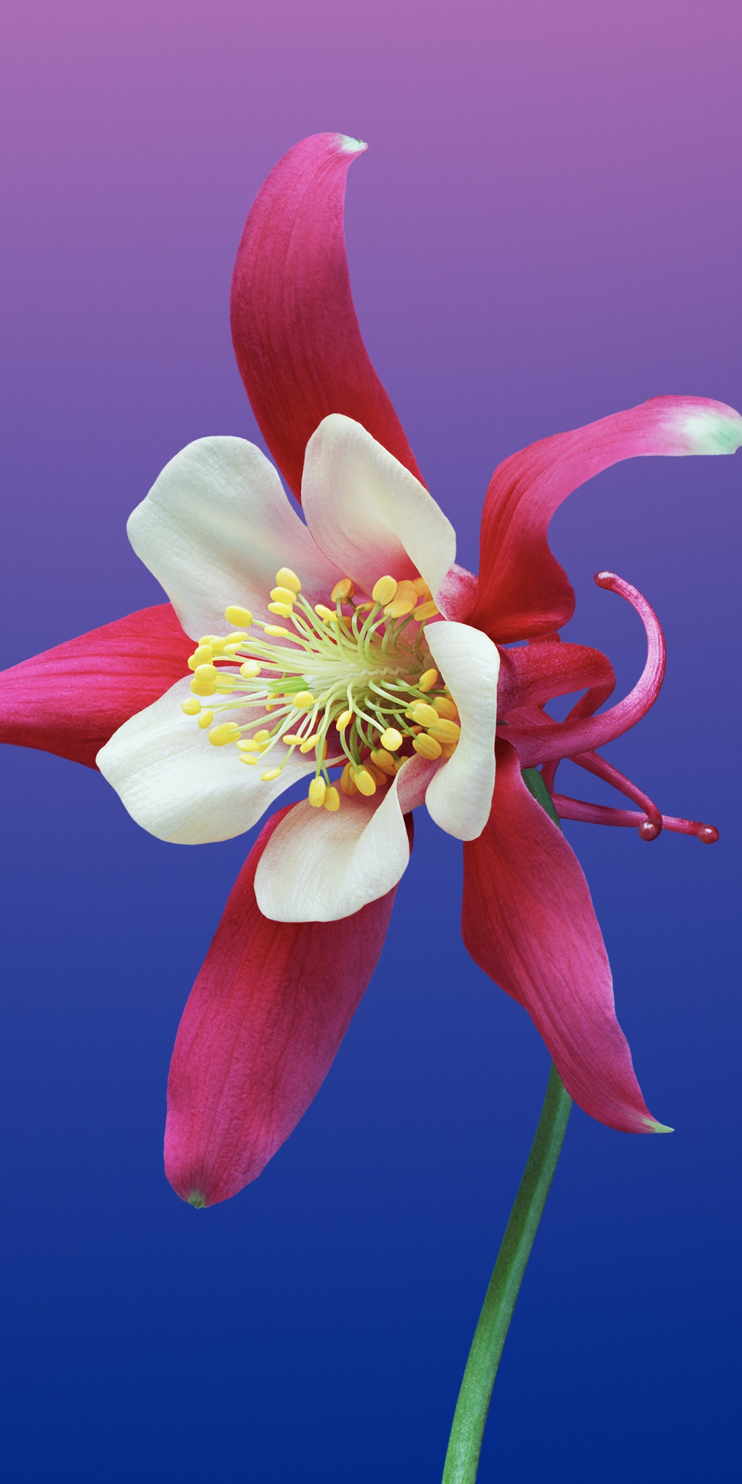 Aquilegia flower Wallpaper 4K, Gradient background, macOS Mojave, iOS