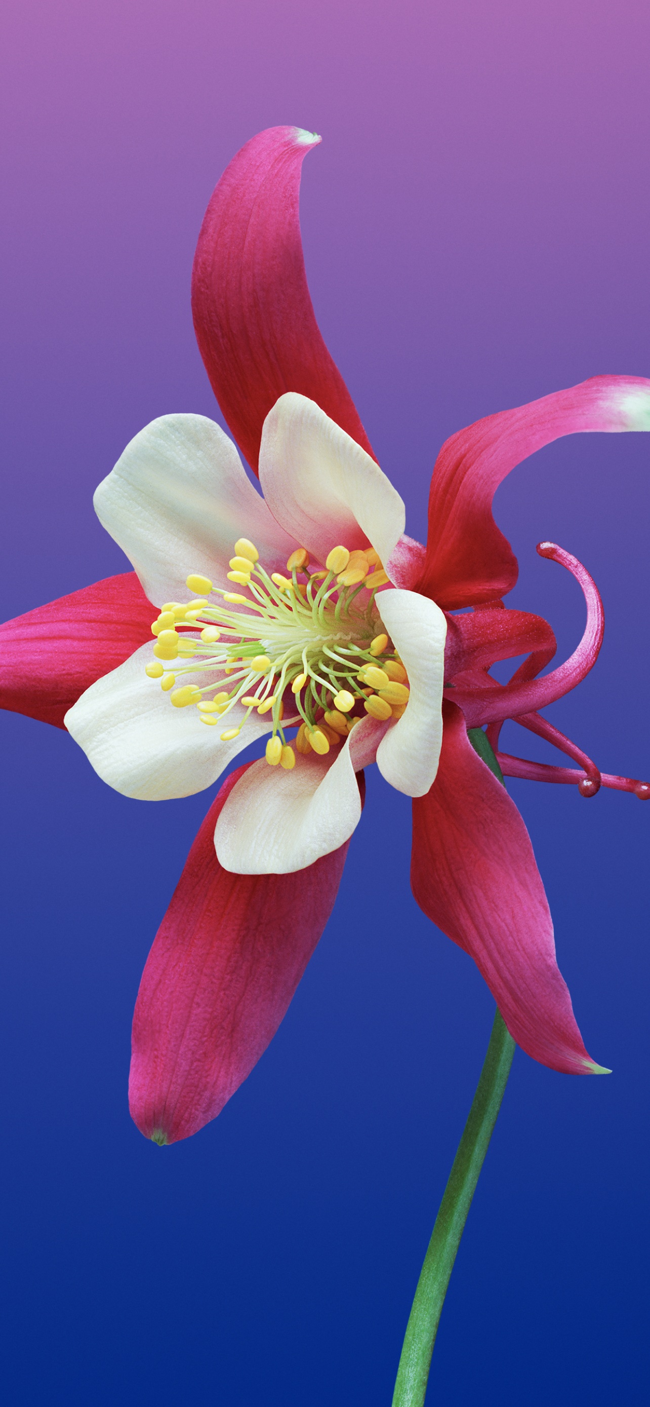 Aquilegia flower 4K Wallpaper, Gradient background, macOS Mojave, iOS