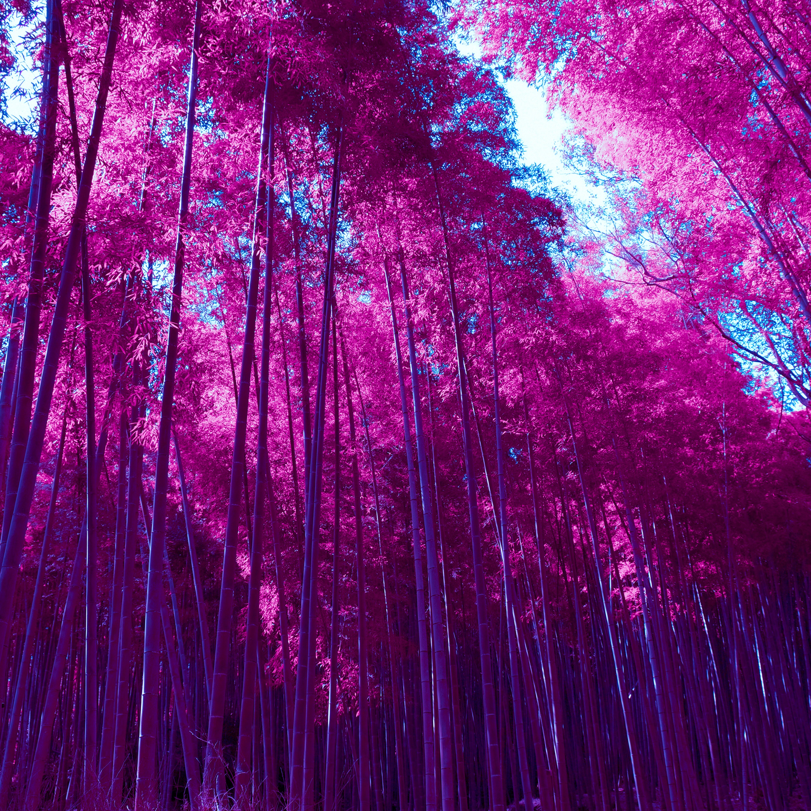 Anime Forest, Scenery, Forest, Anime, Nature, HD wallpaper | Peakpx