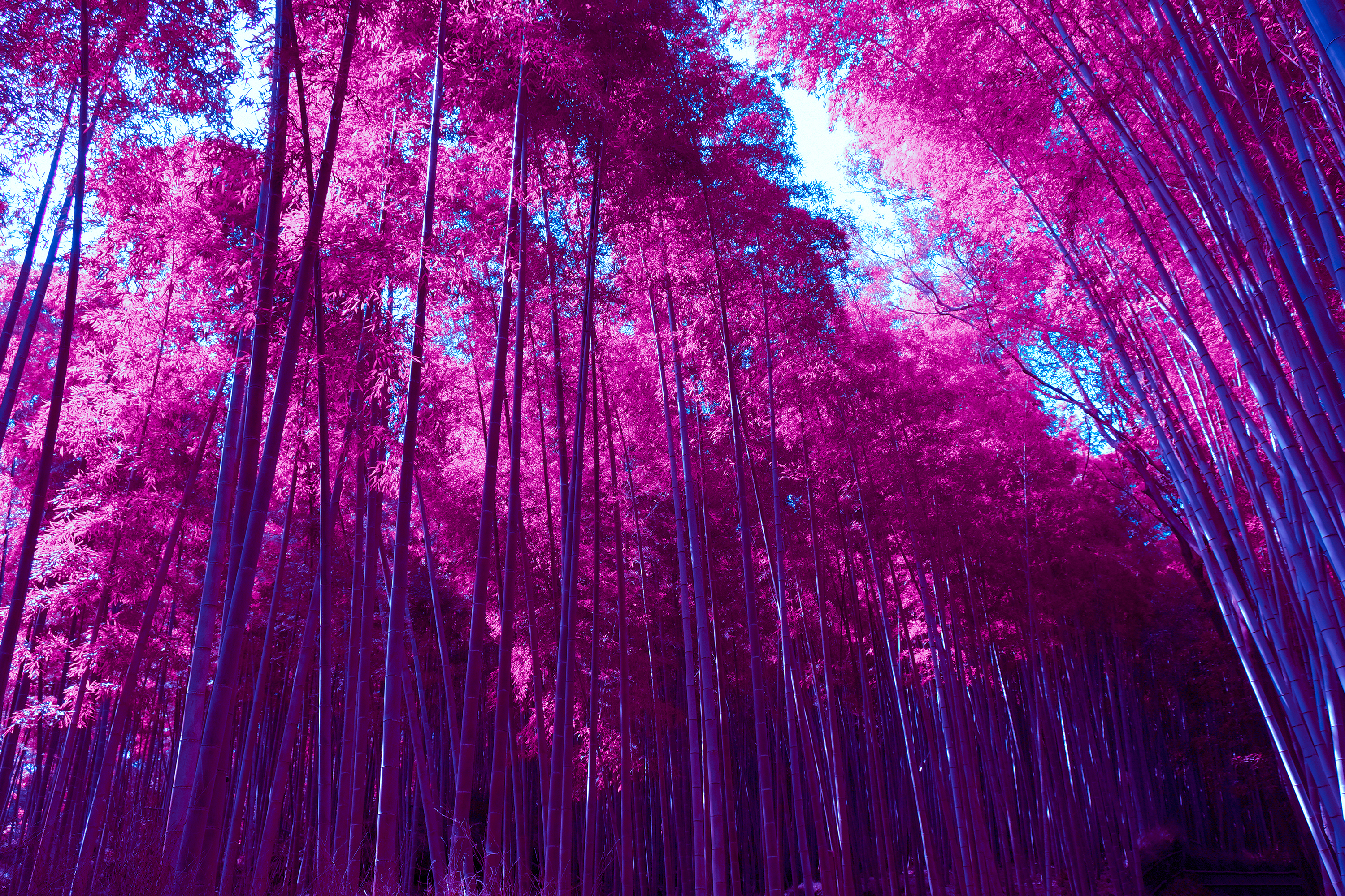 27900 Bamboo Forest Wallpaper Images Stock Photos  Vectors  Shutterstock