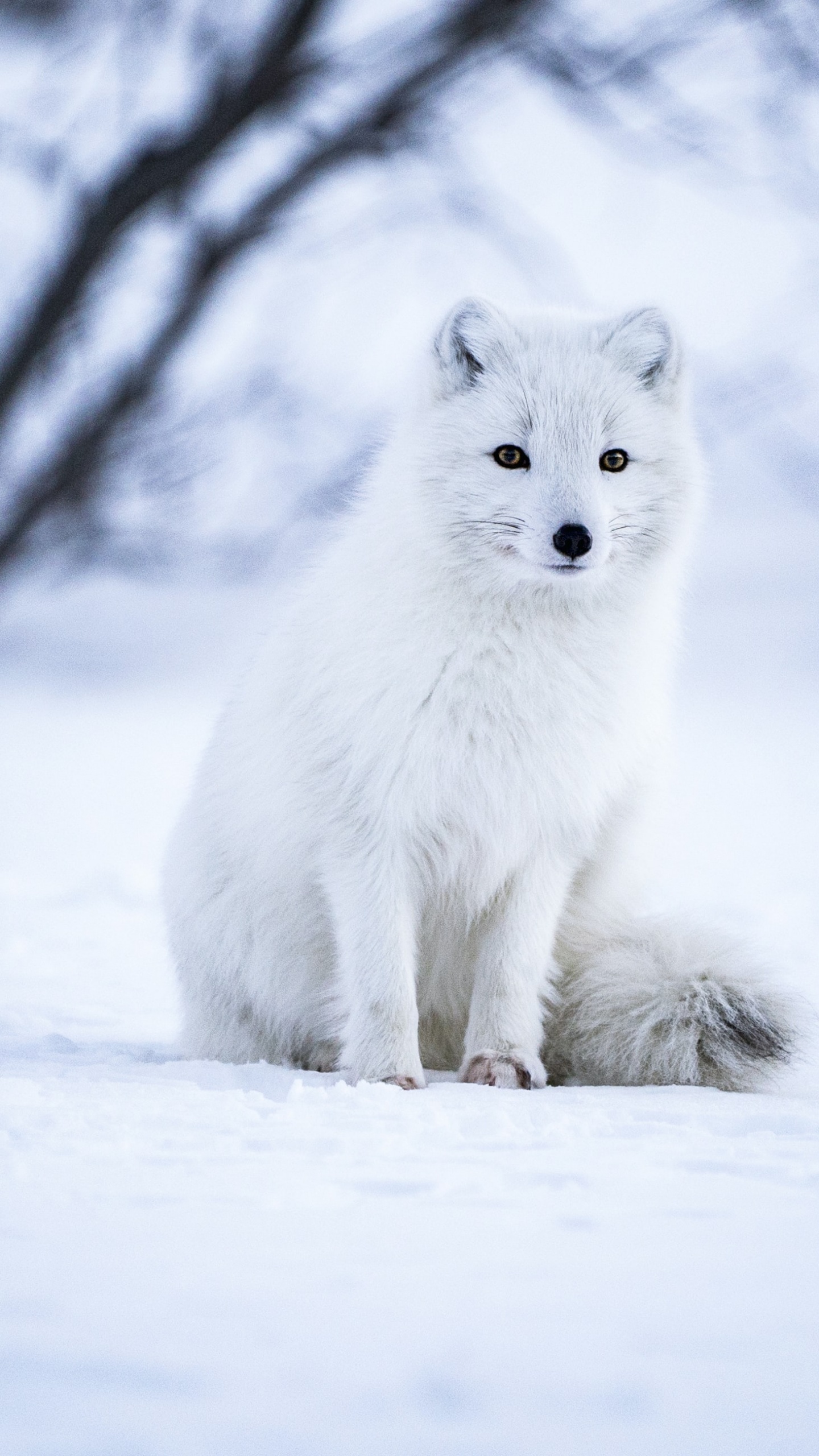 Download Arctic Fox In The Nature Wallpaper  Wallpaperscom