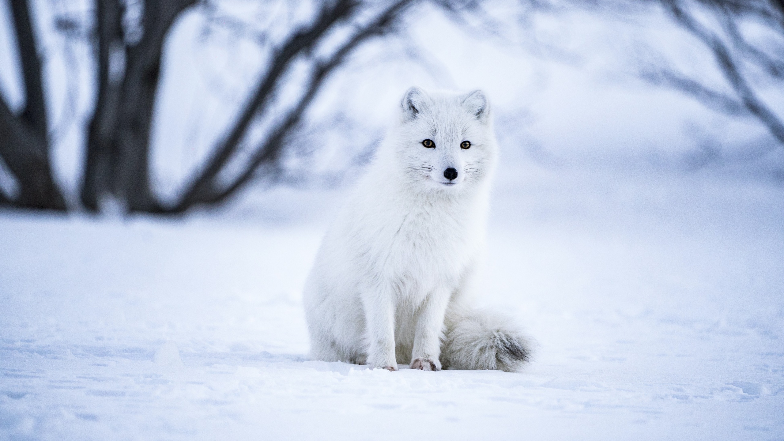 Arctic fox 4K Wallpaper, White wolf, Iceland, Snow field, Selective