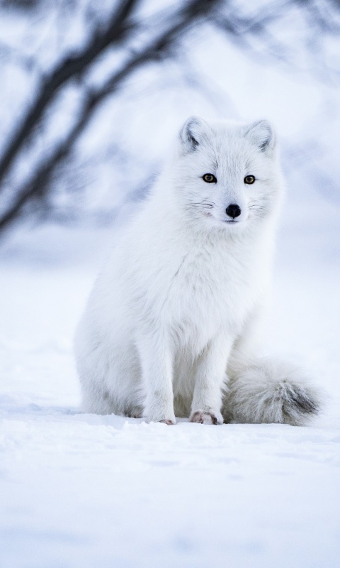 Arctic fox Wallpaper 4K, White wolf, Iceland, Snow field