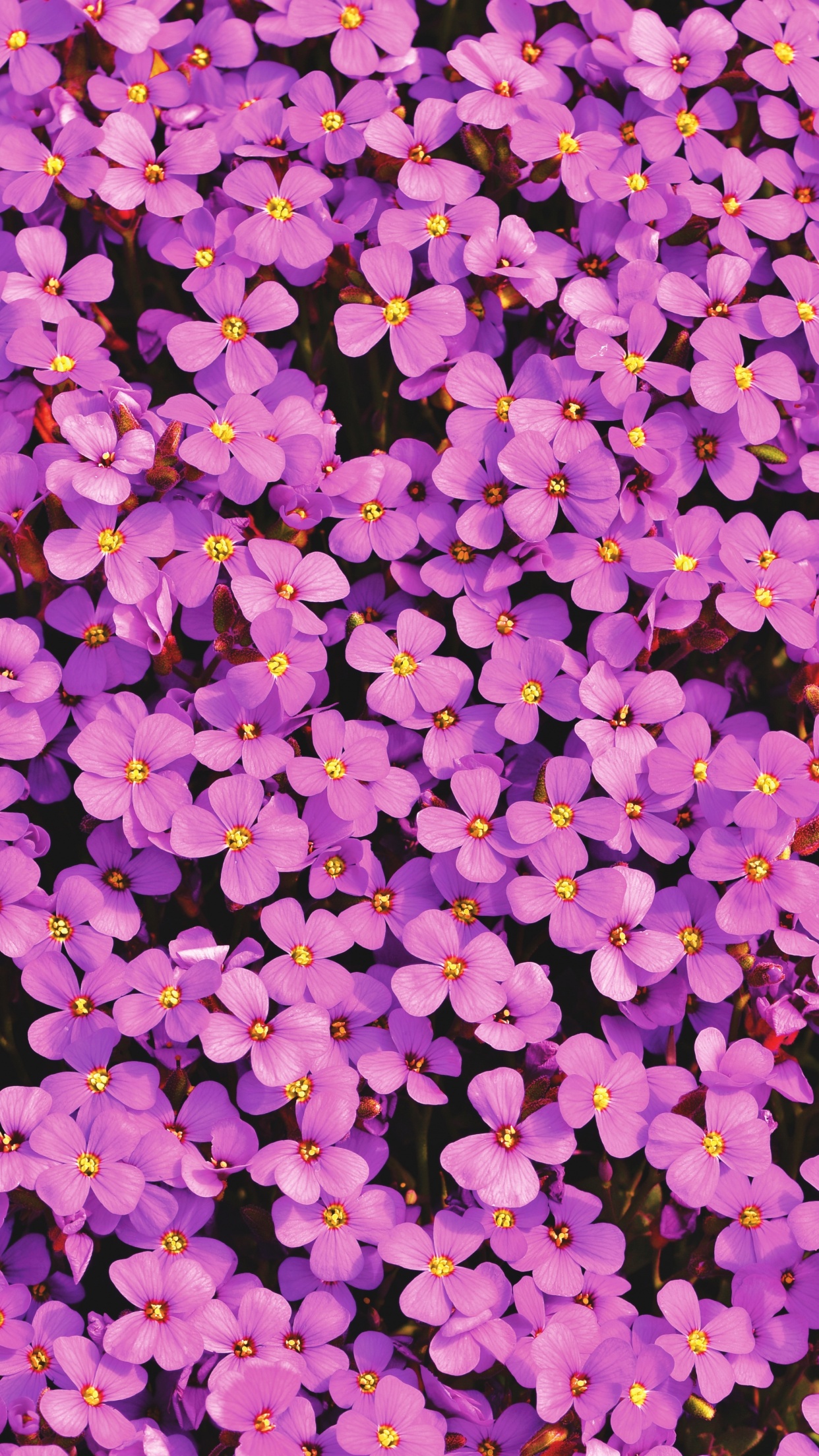 Aubrieta Flowers Wallpaper 4K, Beautiful, Violet, Blossom, Spring