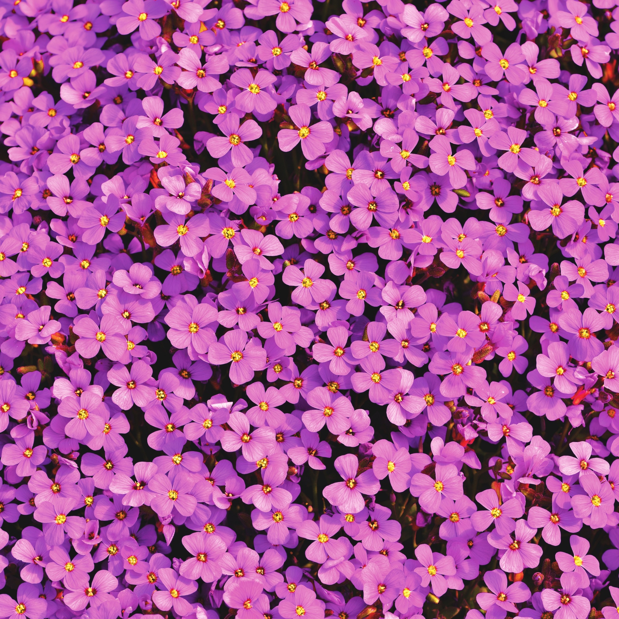 Aubrieta Flowers Wallpaper 4K, Beautiful, Violet, Blossom