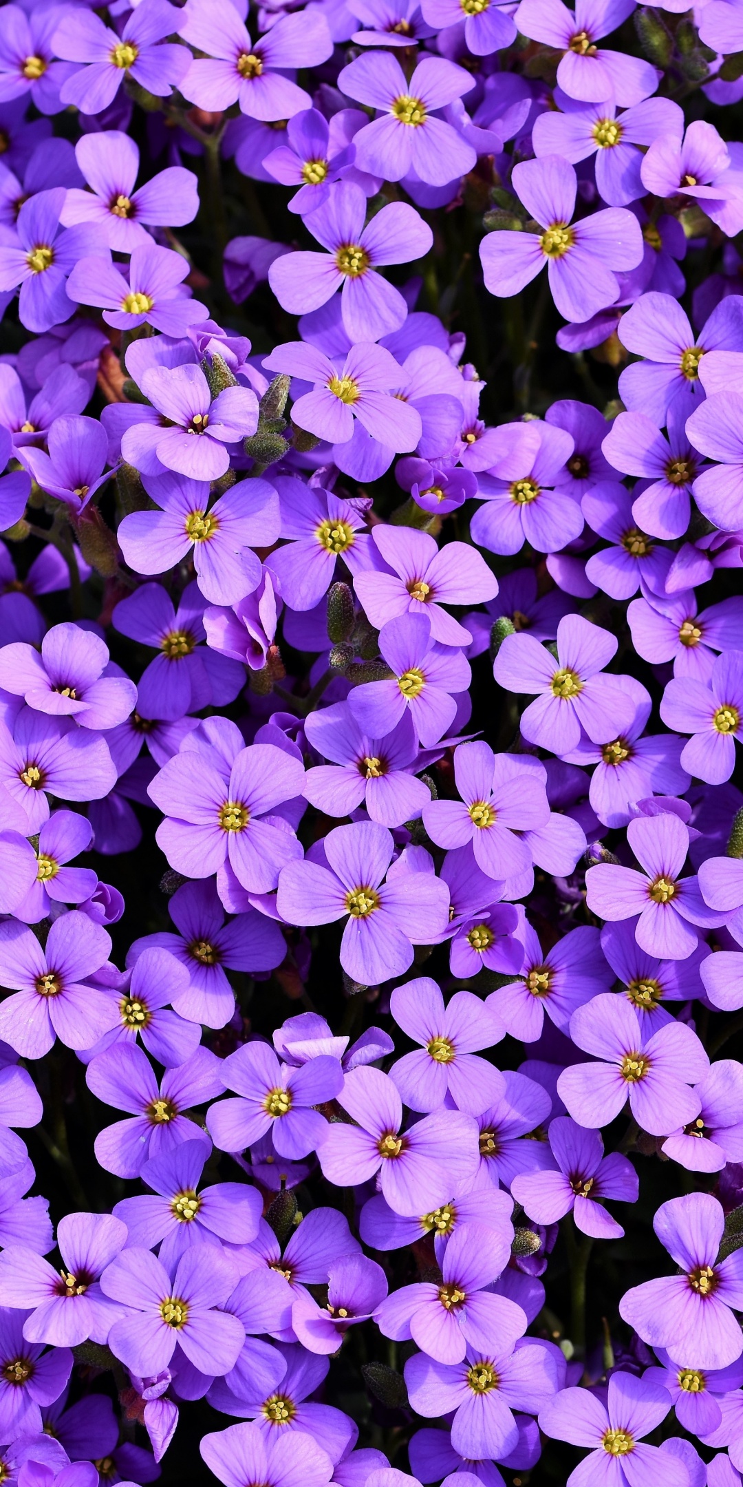 Aubrieta 4K Wallpaper, Violet flowers, Blossom, Spring, Bloom, Purple