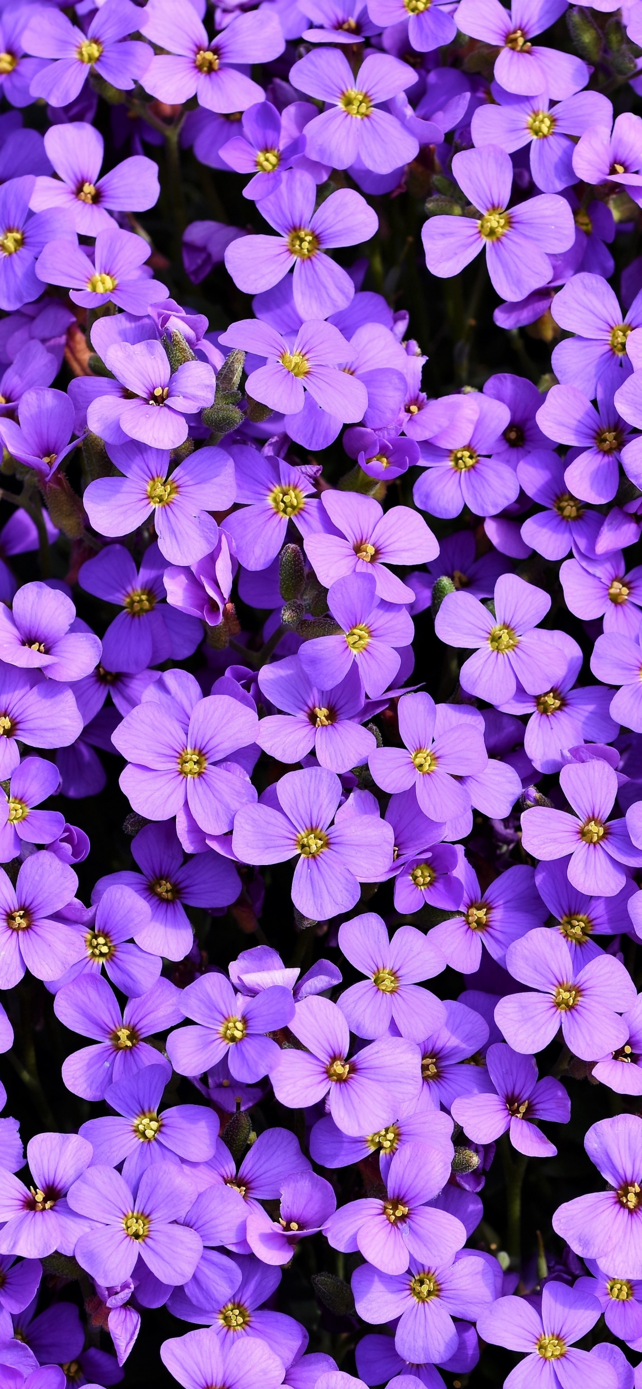 Violet Flowers Field Plants Sunlight Blur Background 4K HD Flowers  Wallpapers  HD Wallpapers  ID 100608