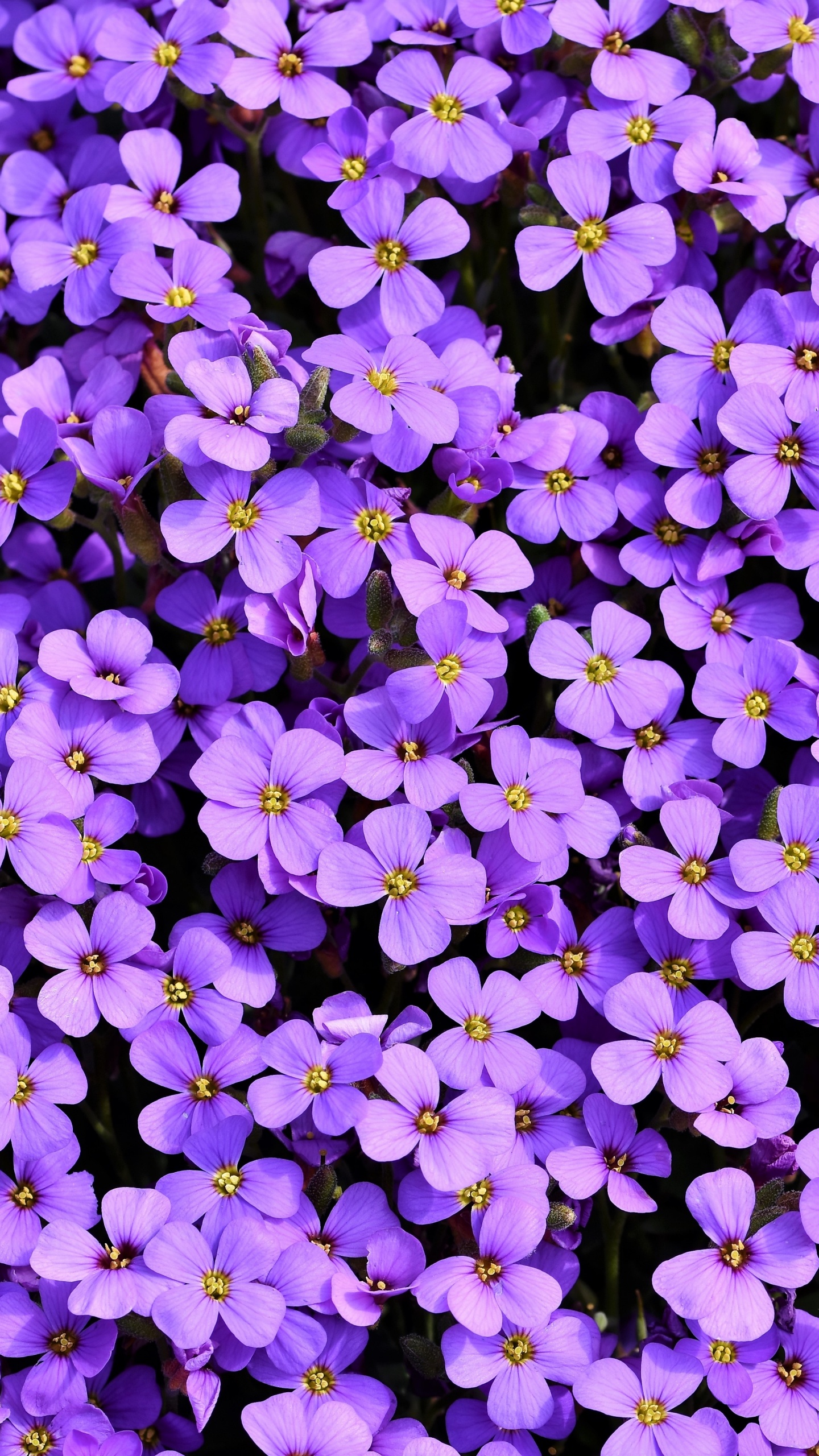 Aubrieta Wallpaper 4K, Violet flowers, Blossom, Flowers/Search Results,  #2683