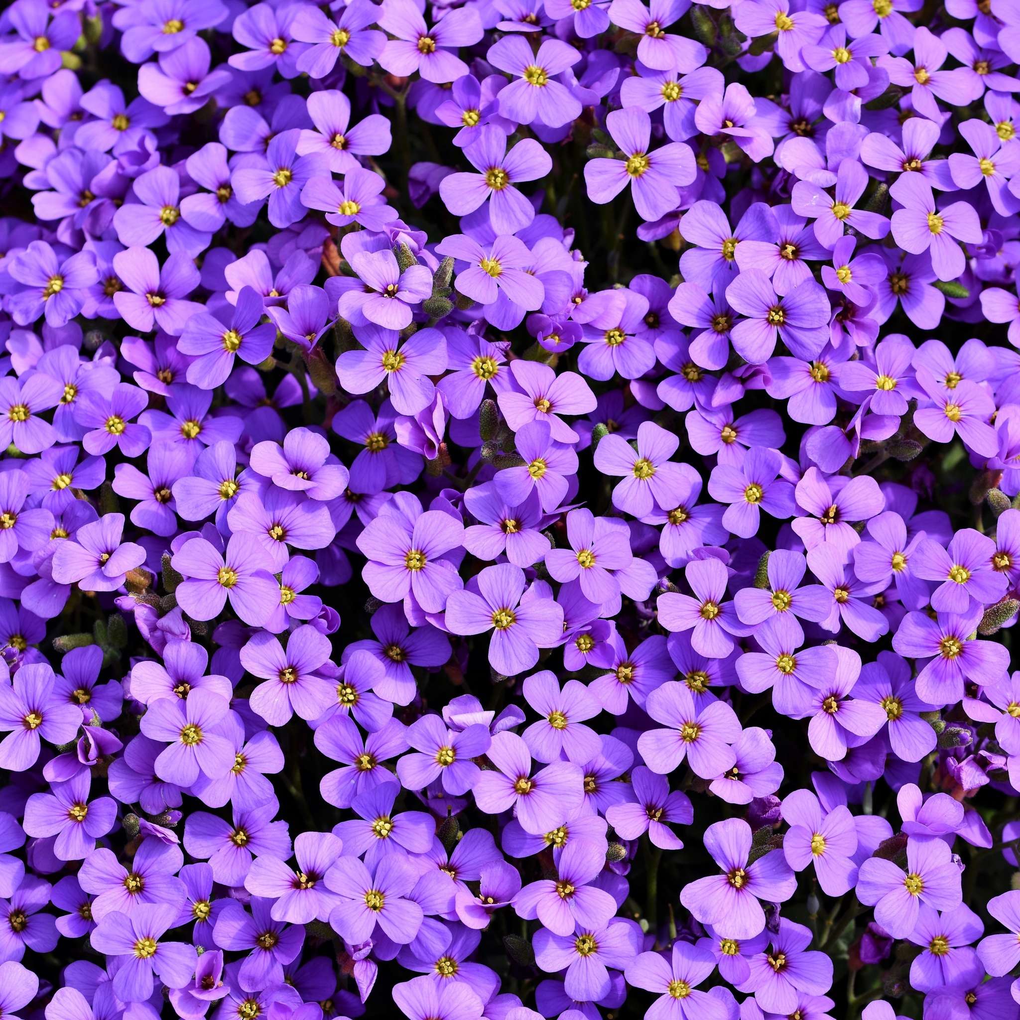 Aubrieta Wallpaper 4K, Violet flowers, Blossom, Spring, Bloom, Purple