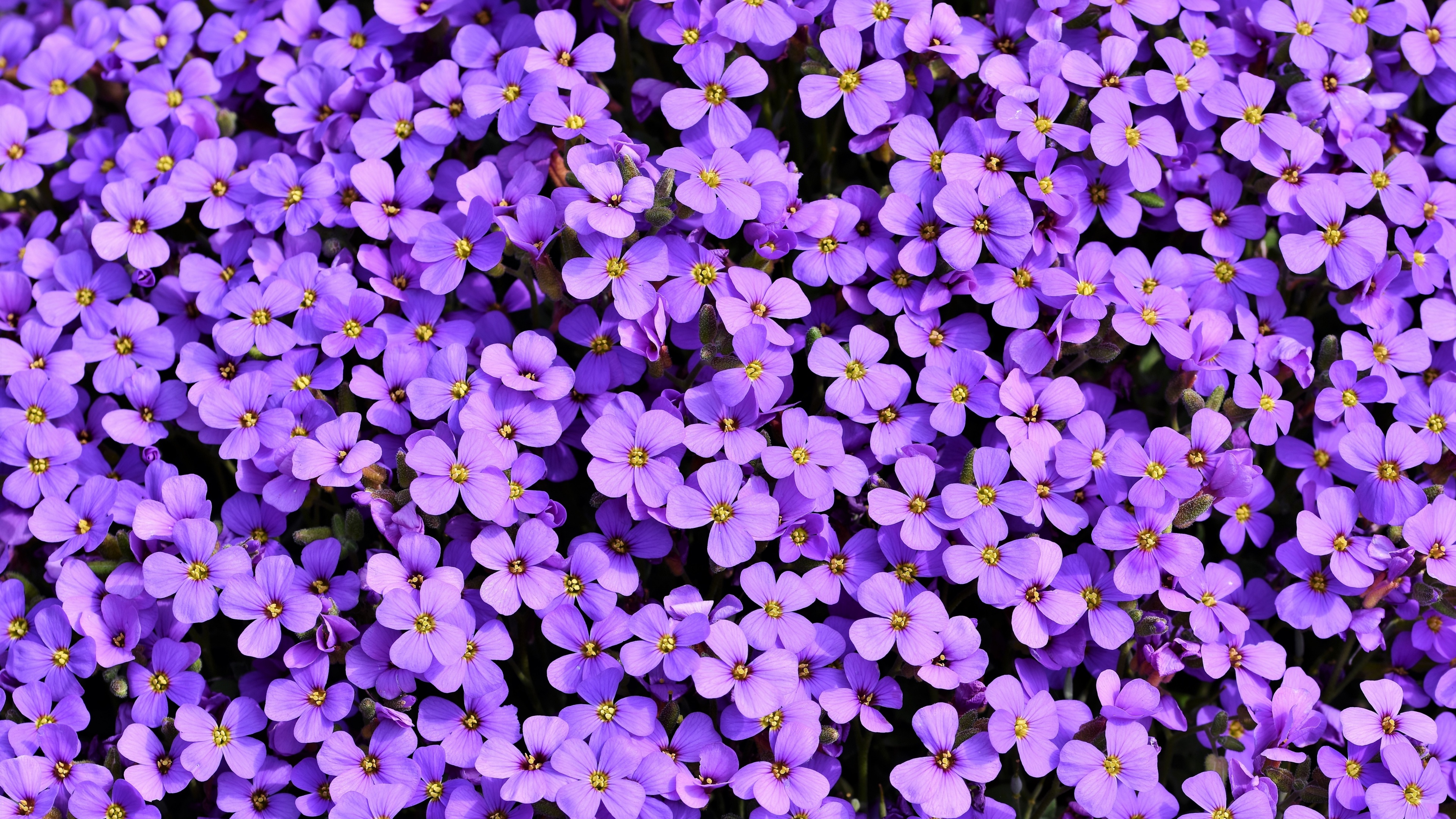 Aubrieta, Violet flowers, Blossom, Spring, Bloom, Purple, Floral Background...