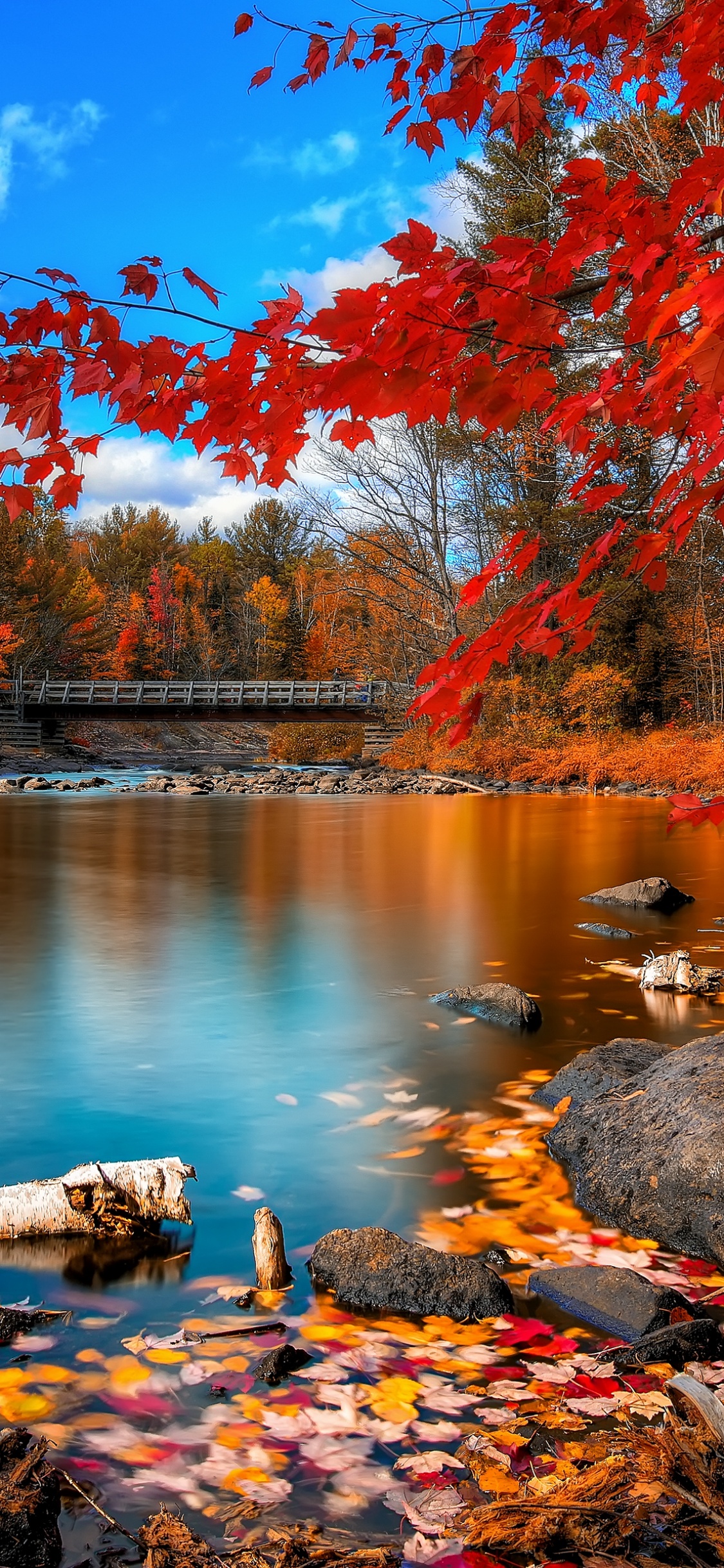 Autumn Forest Wallpaper 4K, Landscape, Maple trees, Lake