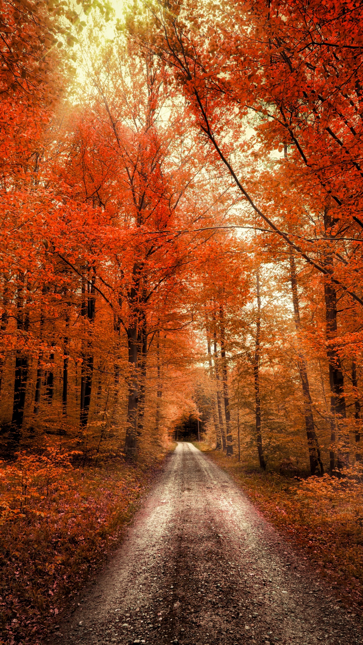 Autumn Forest Wallpaper 4K, Passage, Dirt road, Seasons
