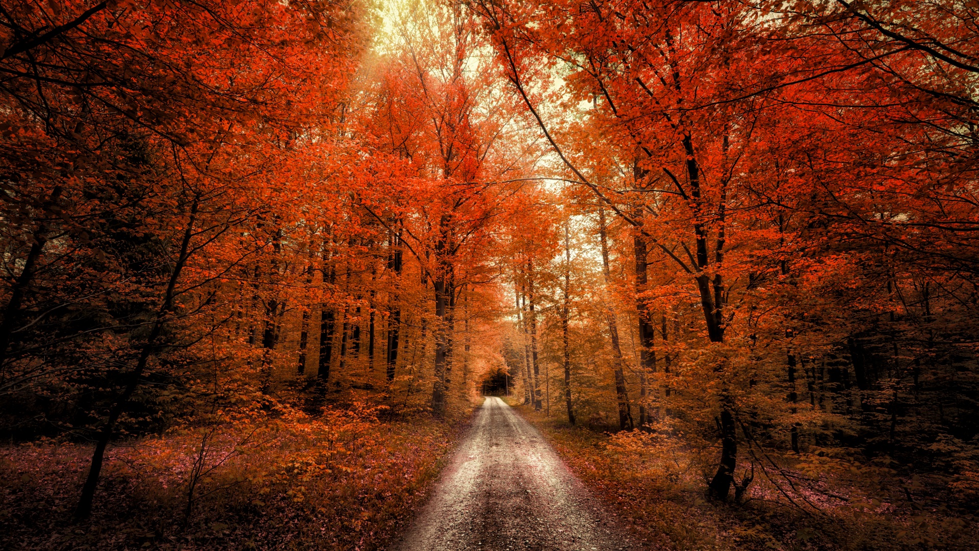 Autumn Forest Wallpaper 4K, Passage, Dirt road, Seasons
