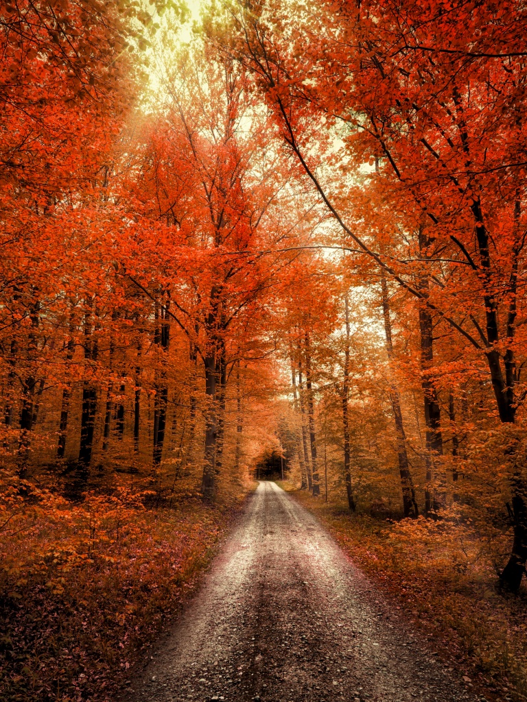 Autumn Forest Wallpaper 4K, Passage, Dirt road, Seasons