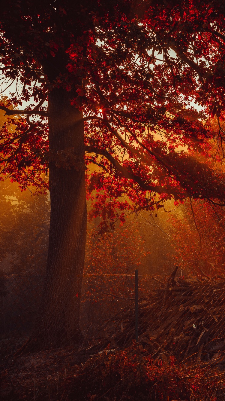 Autumn Wallpaper 4K, Trees, Forest, Sunlight