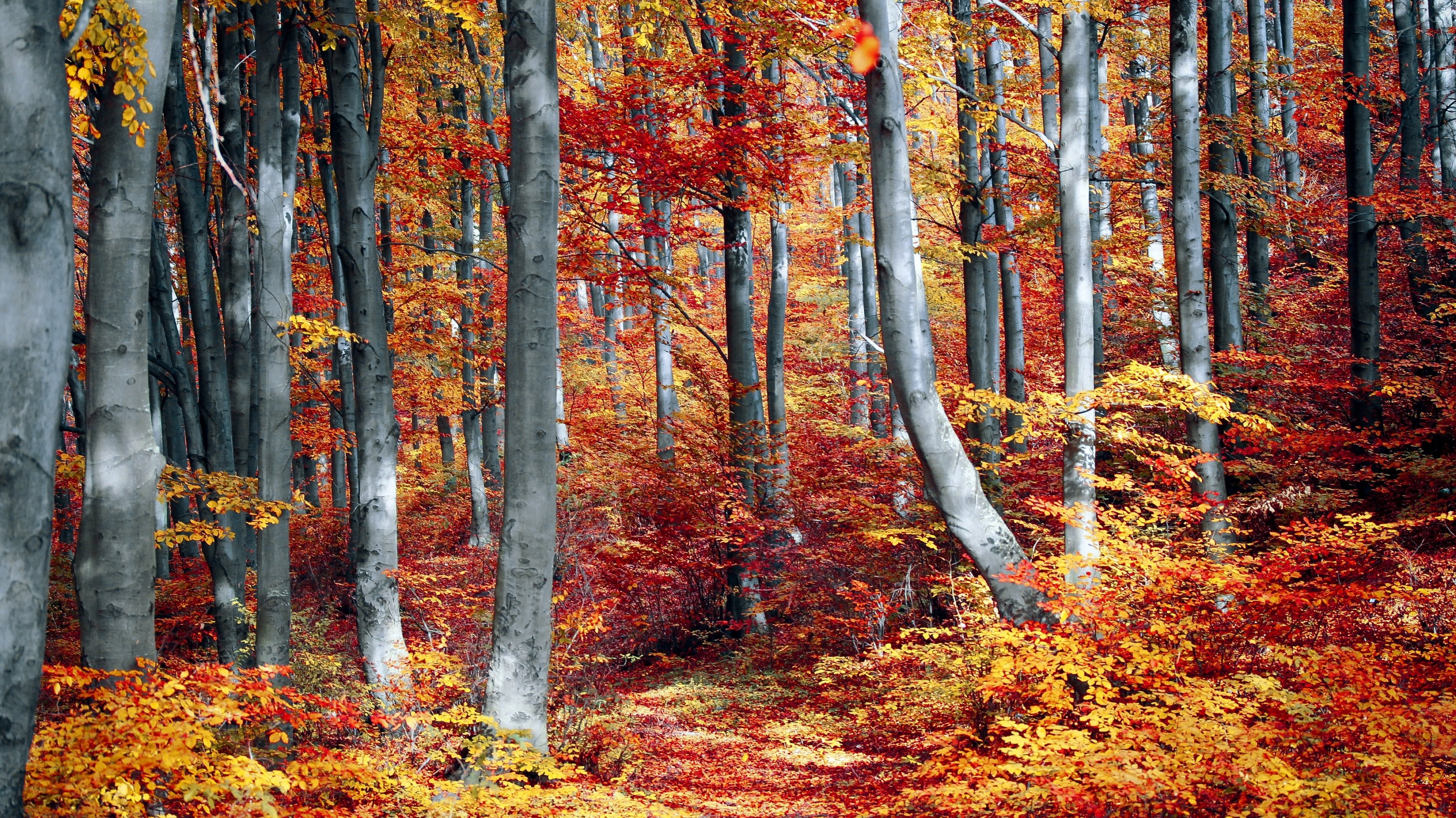 Autumn Forest Photos Download The BEST Free Autumn Forest Stock Photos   HD Images
