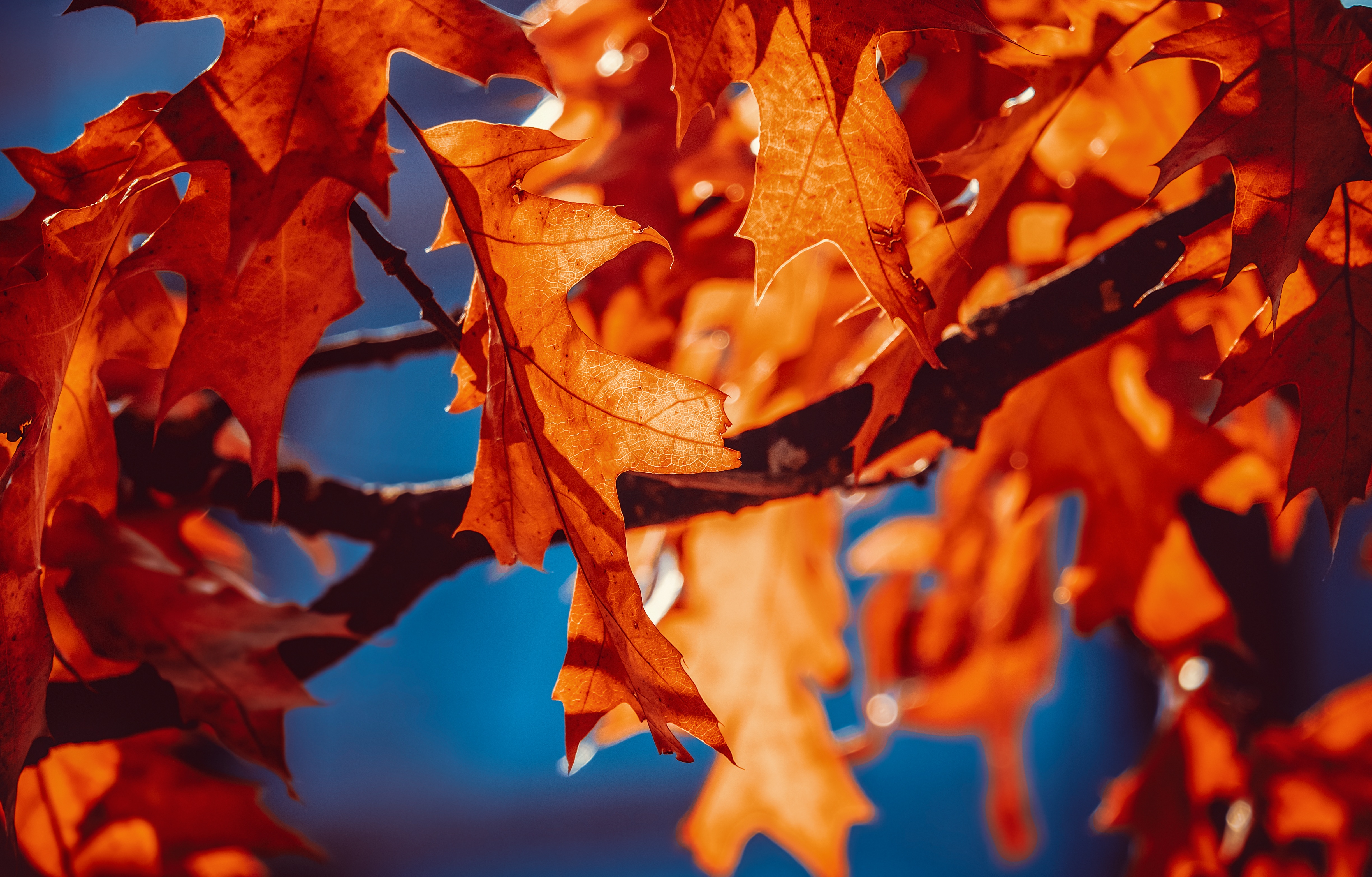 Autumn Leaves Wallpaper 4k Orange Leaf Sunlight Closeup