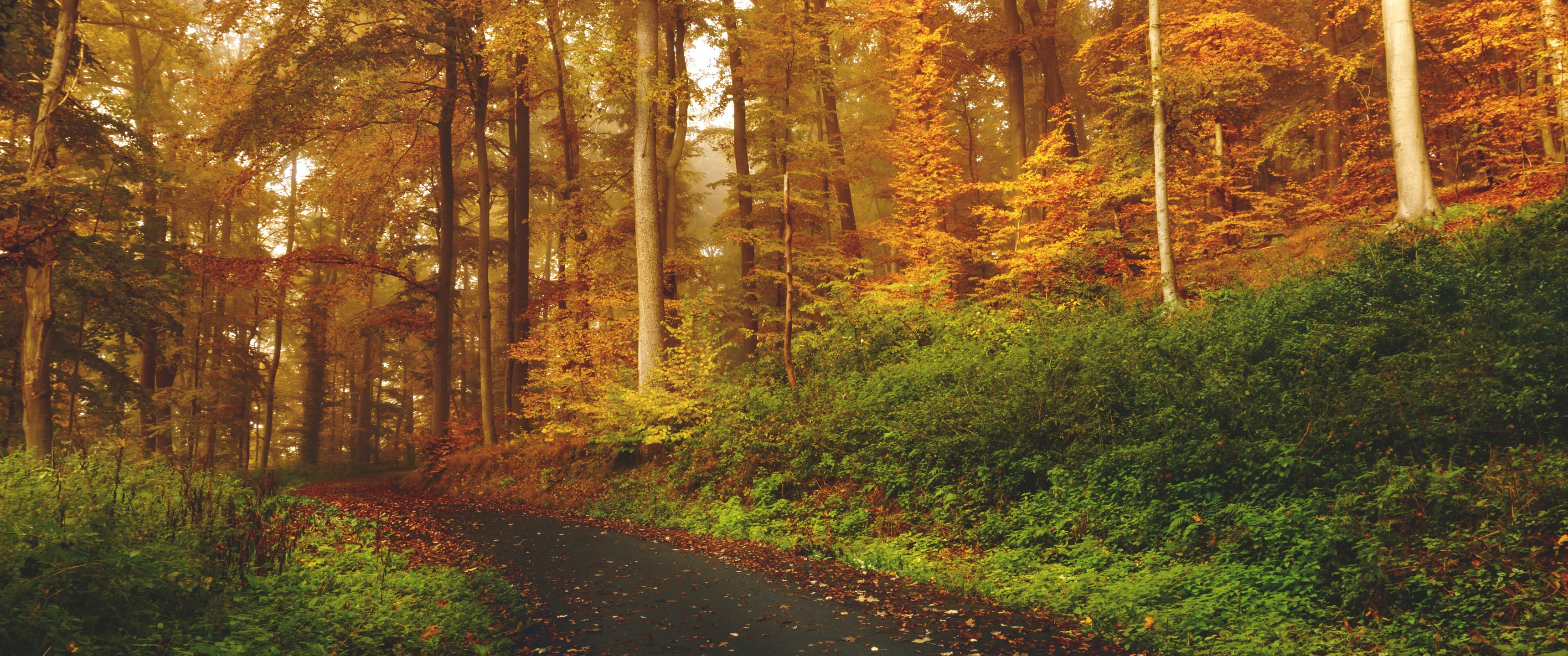 Autumn Wallpaper 4K, Path, Road, Foliage, Nature, #5104